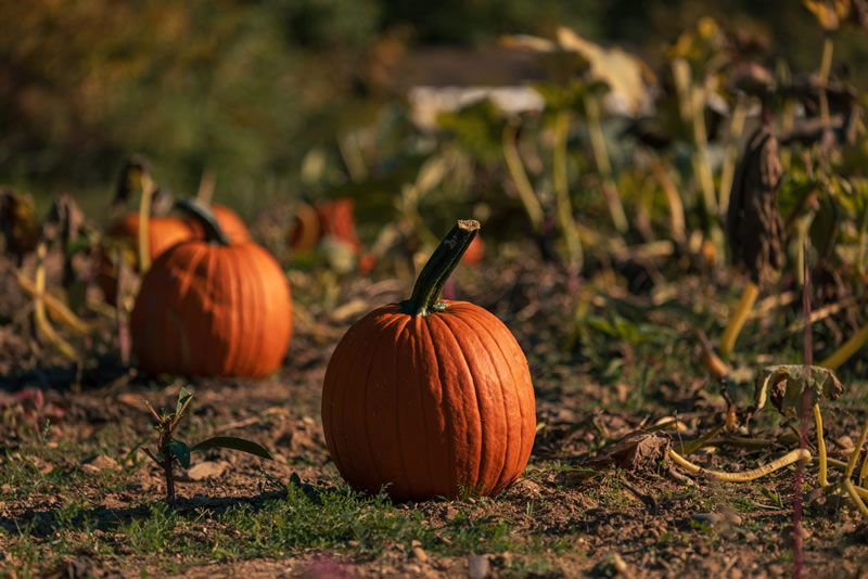 Fall Harvest Festival at Underwood Farms
