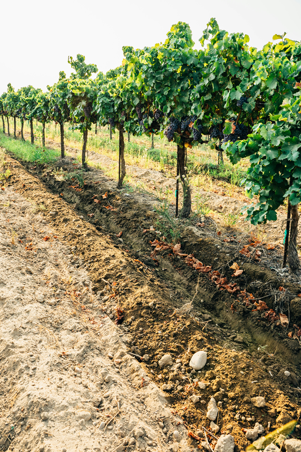 Top Wineries in the 805 Area of California