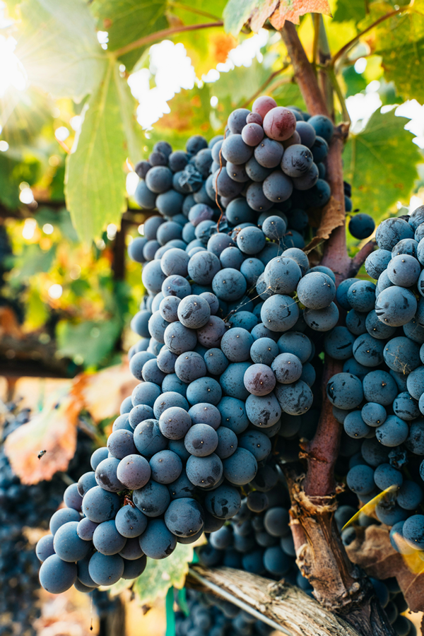 Top Wineries in the 805 Area of California