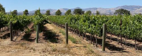 Gainey Vineyard in Santa Ynez