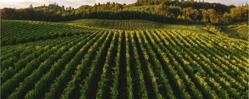 Edna Valley Vineyard