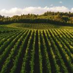 Edna Valley Vineyard