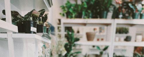 Plant Shop 805