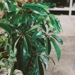 Plant Shop 805
