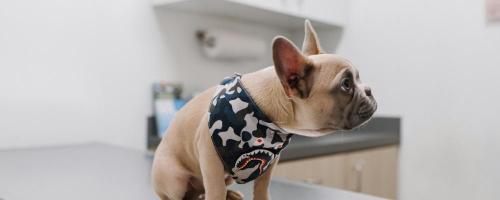Buellton Veterinarian Clinic