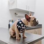 Buellton Veterinarian Clinic